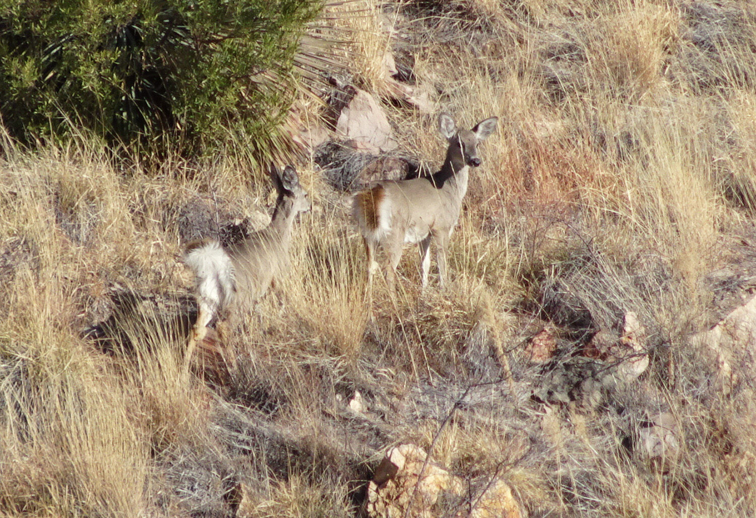 Pajarita Wilderness